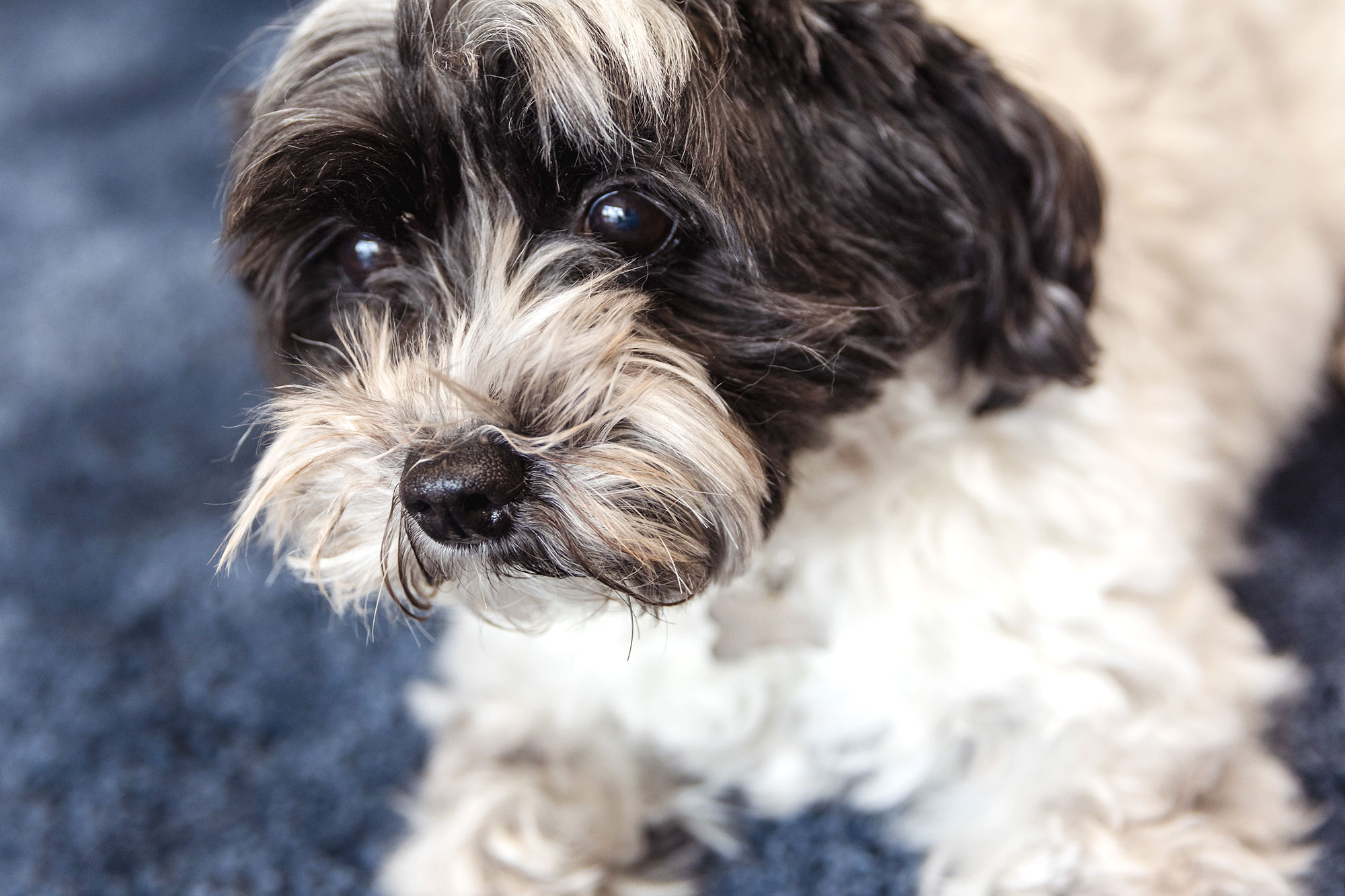 Therapiehund Frida der Logopädischen Praxis Wortklang